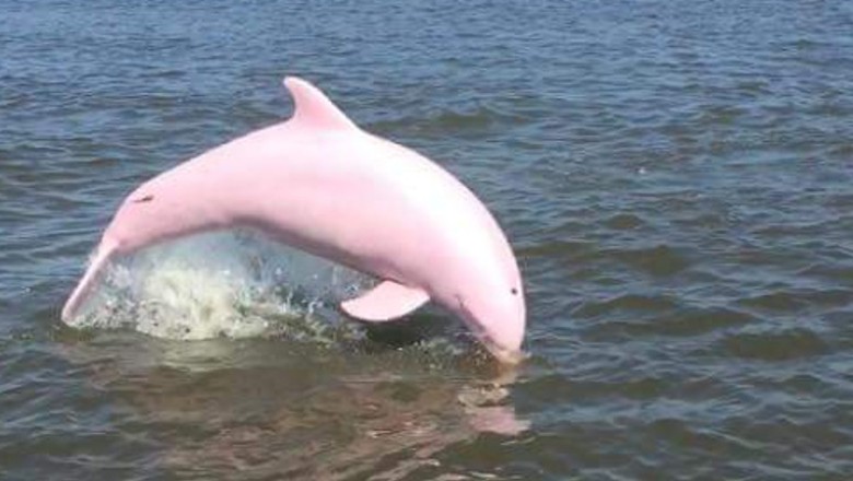 Wyglądał jak ze świata bajek! Różowy delfin pierwszy raz sfilmowany w skaczący nad falami! 