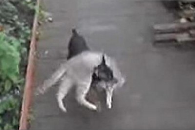 Wytresowała swojego psa żeby przyprowadzał kota do domu! Widząc jak to robi, zaniemówisz! 