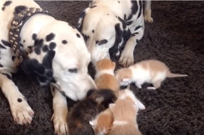 Wzruszająca zwierzęca miłość! Dwa dorosłe dalmatyńczyki opiekujące się grupą porzuconych kociaków!