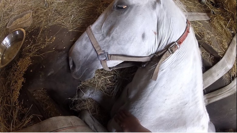 Właściciel błagał tego konia, żeby nie umierał! Niesamowite nagranie z akcji ratunkowej polskich strażaków!