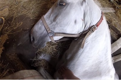 Właściciel błagał tego konia, żeby nie umierał! Niesamowite nagranie z akcji ratunkowej polskich strażaków!