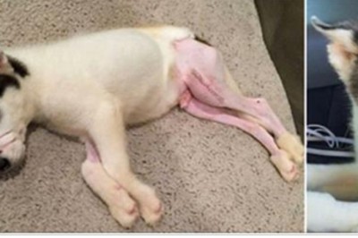 Właściciel połamał mu nogi i zakleił pysk taśmą! zobacz jak teraz wygląda ten skatowany piesek!