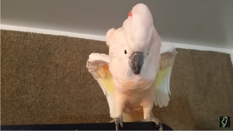 Właściciel próbuje zamknąć papugę w klatce! Gdy zaczęła przeklinać nie mogłem powstrzymać śmiechu!