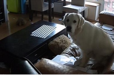 Właściciel wyszedł do pracy i zostawił psa w domu! Kamera nagrała jak stęskniony demoluje mieszkanie! 