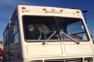 Właściciel zostawił psa w aucie na parkingu! Zwierzak dał mu taką nauczkę, że nigdy tego nie powtórzy!