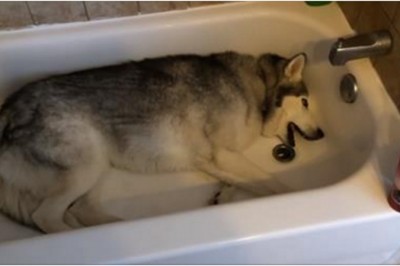 Właścicielka prosi psa żeby wyszedł z wanny! Jego reakcja sprawi, że popłaczesz się ze śmiechu!