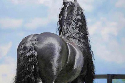 Z tyłu wyglądał jak zwykły koń! Teraz zobacz jak wygląda gdy się odwrócił!