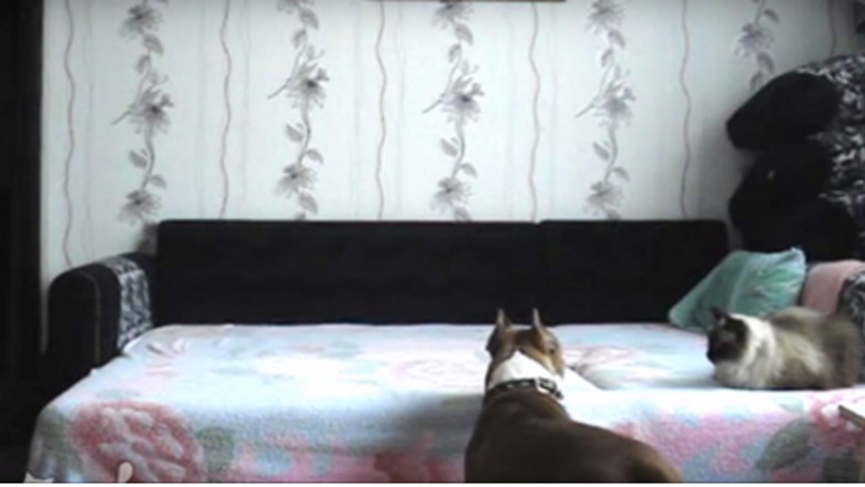 Zabroniła psu wchodzić na łóżko! Ukryta kamera pokazuje jego taniec zwycięstwa gdy pani wyszła z domu!