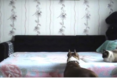 Zabroniła psu wchodzić na łóżko! Ukryta kamera pokazuje jego taniec zwycięstwa gdy pani wyszła z domu!