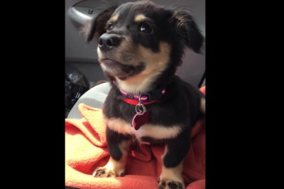 Zabroniła szczeniakowi wejść na kolana więc... rzucił focha! Zobacz jego rozczulającą minę! 