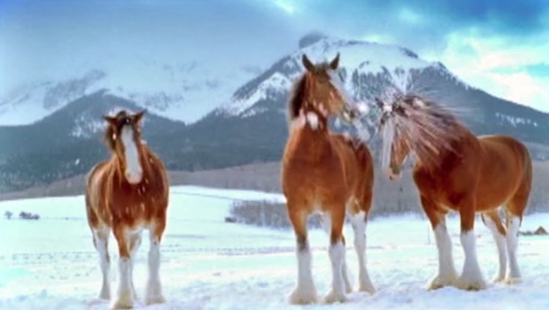 Zaczęli rzucać śnieżkami w te piękne konie! Teraz zobacz reakcję największego konia w stadzie!
