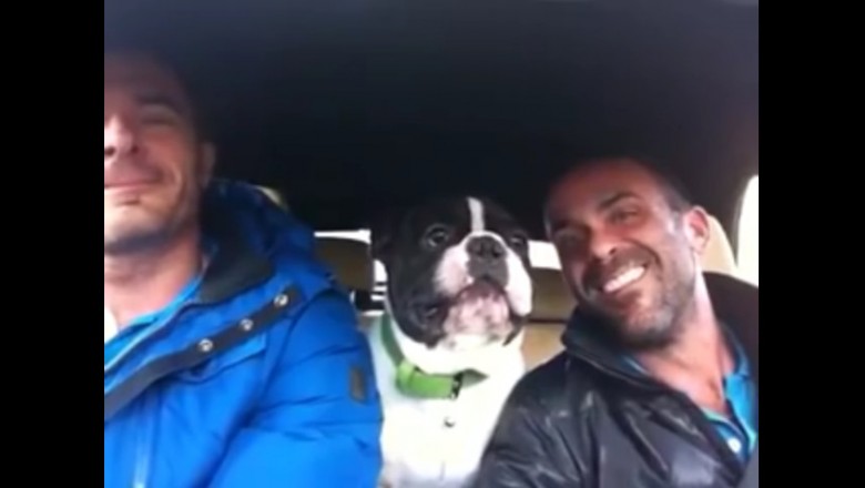 Zaczęli śpiewać swoją ulubioną piosenkę! Zobaczcie niesamowitą reakcję ich psa!