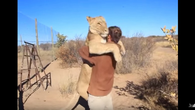 Zaskakująca reakcja lwicy na spotkanie ze swoim opiekunem! Niesamowita więź!