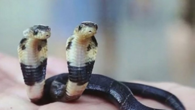Zaskakujące odkrycie hodowcy węży. Dwugłowa kobra sensacją w chińskim zoo.