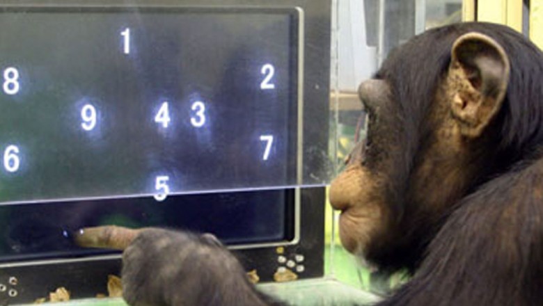 Zaskakujące wyniki badań inteligencji szympansów. Czy potrafią nas zastąpić? 