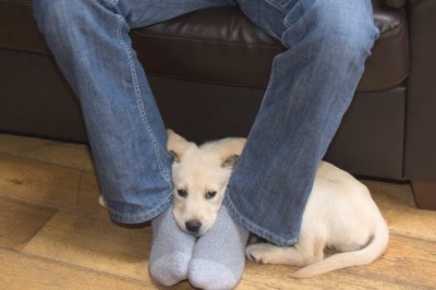 Zastanawiałaś się czemu pies kładzie pysk na Twoich stopach? Zobacz co chce Ci powiedzieć!