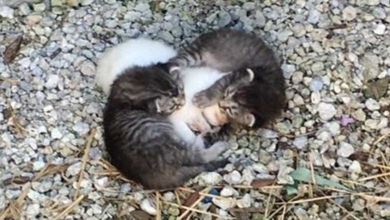 Zauważyła jak dwa małe kocięta przytulają trzęsący się biały kłębek sierści! Uratowała je w ostatniej chwil!