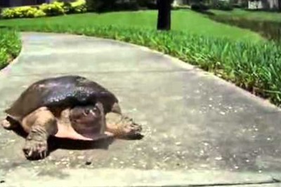 Zawsze byłam przekonana, że żółwie chodzą bardzo powoli! Widząc jak ten biegnie - zaniemówiłam! 