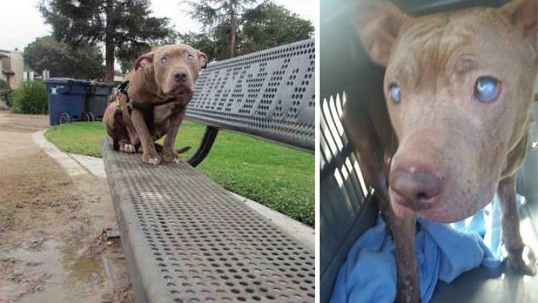 Znaleźli tego oślepionego pitbulla w parku! Dzięki tym ludziom odnalazła nowy dom! 