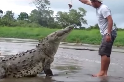 Zobacz jak NIE należ karmić krokodyla. Ten facet to szaleniec.