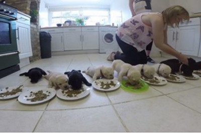 Zobacz najtrudniejszą praca świata! Nakarmić naraz 10 malutkich labradorów w jednej kuchni!