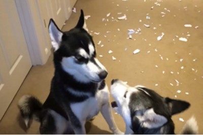 Zobacz niesamowitą kłótnie dwóch Husky kiedy właściciel zapytał kto zrobił ten bałagan na podłodze! 