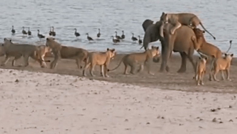 Zobacz niesamowitą walkę słonia z 14 lwami. Natura nie zawsze jest piękna! 