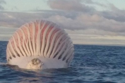 Zobaczyli tajemniczy kształt dryfujący na środku oceanu! Gdy podpłynęli bliżej nie mogli uwierzyć co To!