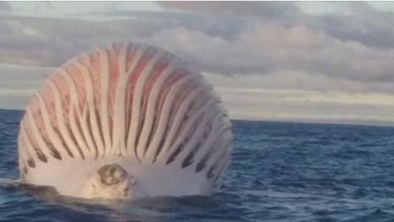 Zobaczyli tajemniczy kształt dryfujący na środku oceanu! Gdy podpłynęli bliżej nie mogli uwierzyć co To!