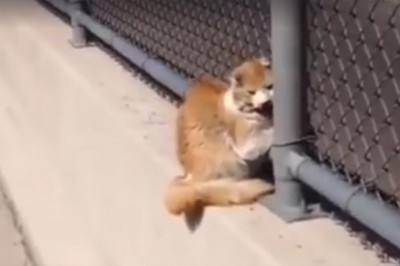 Zobaczył tego kota uwięzionego w siatce na poboczu drogi! Gdy podszedł do niego bliżej..nie uwierzysz!