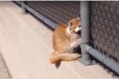 Zobaczył tego kota uwięzionego w siatce na poboczu drogi! Gdy podszedł do niego bliżej..nie uwierzysz!