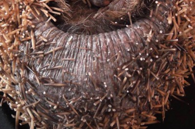 Zobaczył w swojej kuchni dziwną biegającą kulkę! Gdy przyjrzał się bliżej, pękło mu serce! 