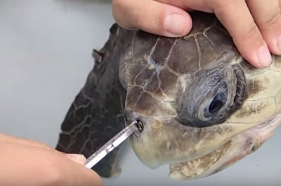 Zwykłą słomka wbiła się w nozdrza żółwia! Gdy oglądałam jak ją usuwają nie mogłam powstrzymać łez!