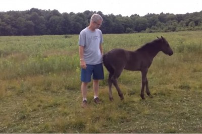Źrebak zdenerwował się gdy opiekun przestał go głaskać! Jego zemsta? Nie dasz rady się nie śmiać! 