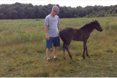 Źrebak zdenerwował się gdy opiekun przestał go głaskać! Nie uwierzysz jak potrafił się zemścić!