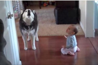 Kiedy ta dwójka zaczęła dyskusję ciężko było się nie śmiać! Zobacz jak maluszek kłóci się z dużym psem!