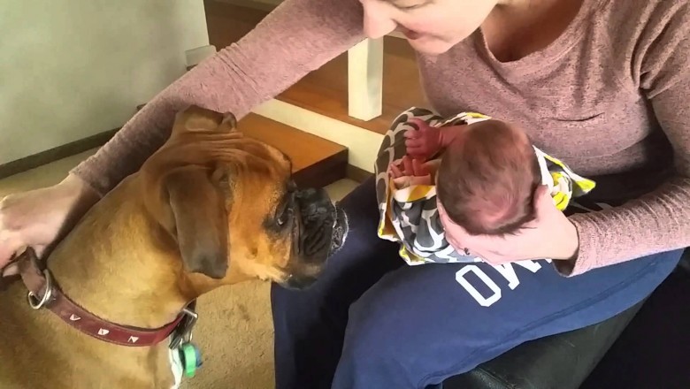 Bali się reakcji psa na noworodka przywiezionego ze szpitala! Zobacz jak przywitał nowego domownika!