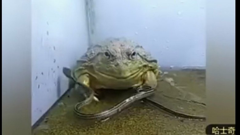 Najbardziej zabójcza żaba na świecie! Wąż czy skorpion to dla niej tylko przekąska na śniadanie!