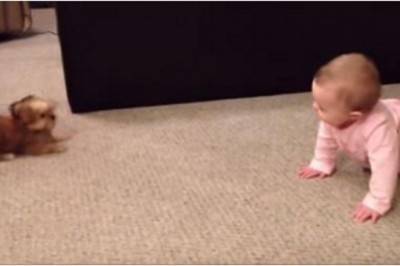 Mała dziewczynka zaczyna sprzeczać się z pieskiem! Padniesz gdy usłyszysz co jej odpowiedział!