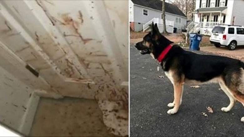 Rodzina po powrocie do domu widzi wszędzie ślady krwi! Zrozumieli wszystko gdy zobaczyli swojego psa! 