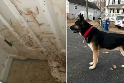 Rodzina po powrocie do domu widzi wszędzie ślady krwi! Zrozumieli wszystko gdy zobaczyli swojego psa! 