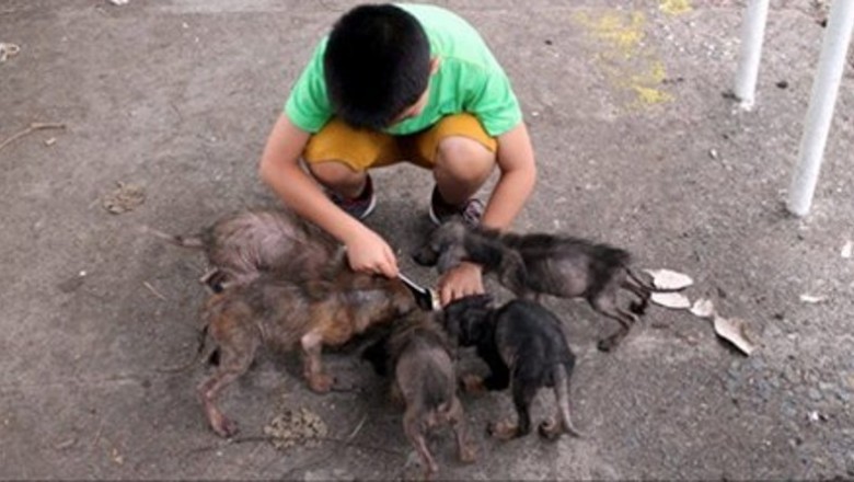 Chłopak za kościołem znajduje sześć wielkich szczurów! Zobacz co wyrosło z nich pół roku później!