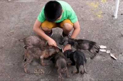 Chłopak za kościołem znajduje sześć wielkich szczurów! Zobacz co wyrosło z nich pół roku później!