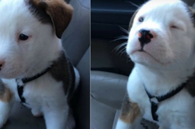 Nagranie z tym szczeniaczkiem podbiło internet! Jego reakcja na czkawkę rozbawia do łez!