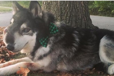 Gdy dowiedziała się, że jej ukochany pies umiera postanowiła pożegnać go w niezwykły sposób! Nigdy tego nie zapomni!