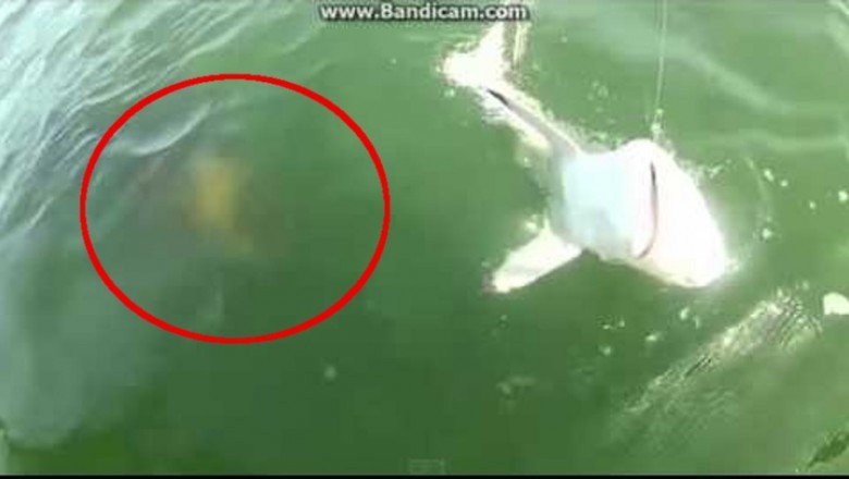 Co to był za potwór?! Kamera uchwyciła jak olbrzymia kreatura zjada rekina!
