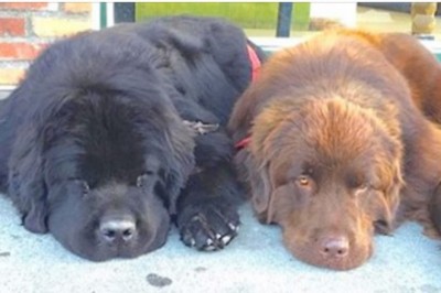 Wyglądały jak dwa zwykłe psy, ale kiedy się podniosły to mnie zamurowało! Ciężko oderwać od nich wzrok!