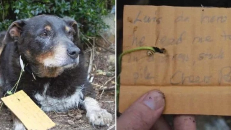 Ukochany pies rodziny zaginął! Gdy w końcu wrócił do domu na szyi miał dziwną notatkę! 