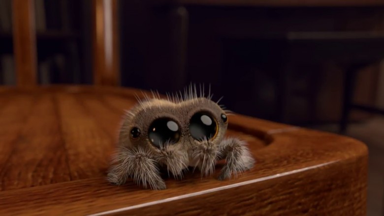 Oto Lucas! Najsłodszy pająk na świecie który wyleczy Cię z arachnofobii w 30 sekund! 