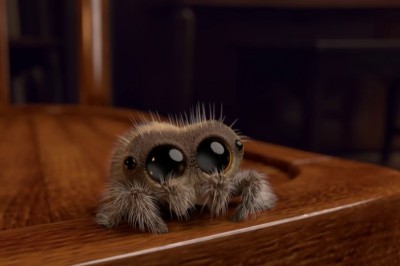 Oto Lucas! Najsłodszy pająk na świecie który wyleczy Cię z arachnofobii w 30 sekund! 